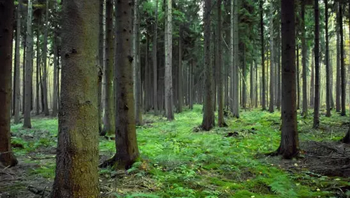 仟億達831999:林業(yè)碳匯項目的儲備與開發(fā)“意義 仟億達831999:林業(yè)碳匯項目的儲備與開發(fā)“意義